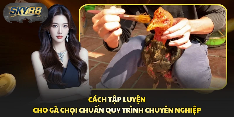 Cách Tập Luyện Cho Gà Chọi Chuẩn Quy Trình Chuyên Nghiệp