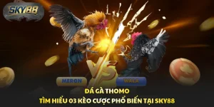 Đá Gà Thomo - Tìm Hiểu 03 Kèo Cược Phổ Biến Tại Sky88